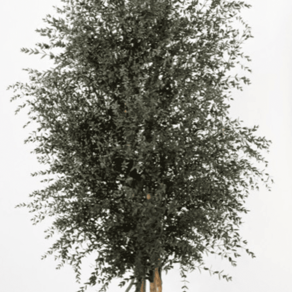 plantas-e-arvores-preservadas