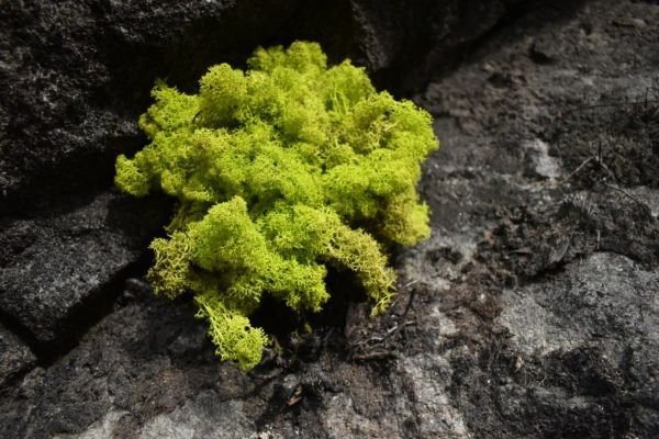 5 ideias incríveis de quadros verdes feitos com musgo