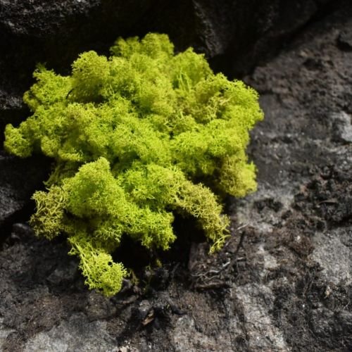 líquen estabilizado verde