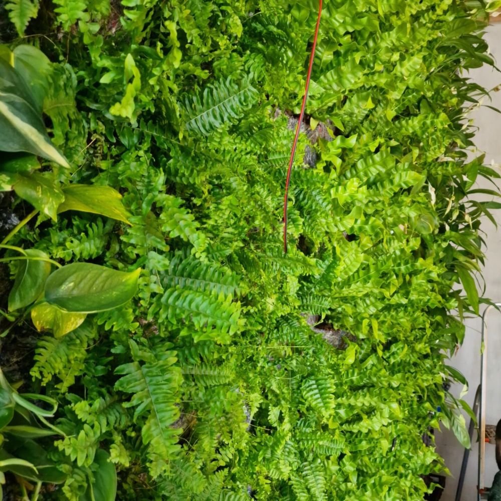 jardim vertical natural