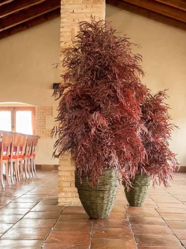 Plantas e Árvores Preservadas