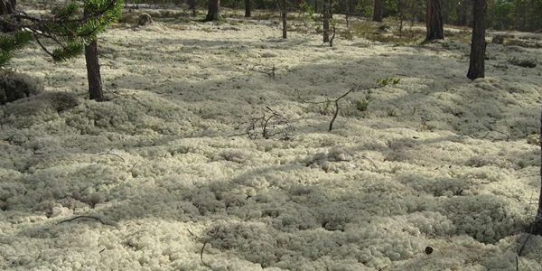 Musgo Reindeer Preservado: A Solução Sustentável da Moss n Art para Biofilia em Portugal