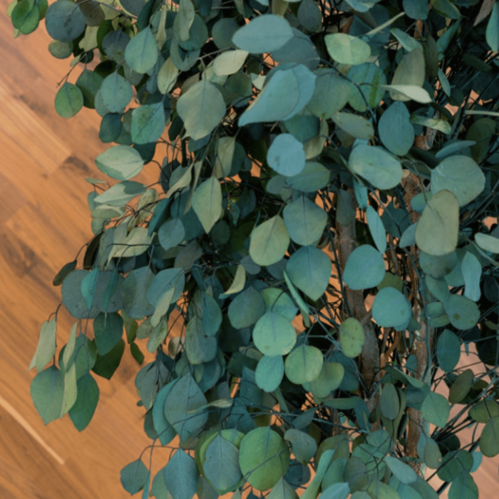 plantas-e-arvores-preservadas