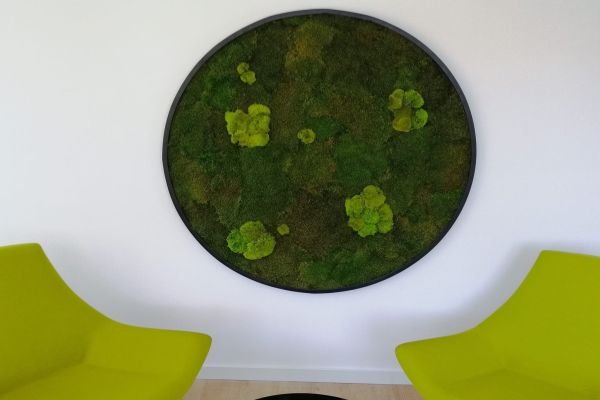 Obras de arte verde: peças decorativas com plantas e musgos preservados