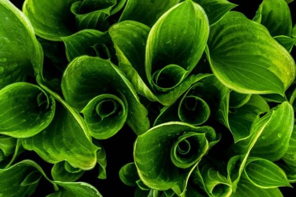A importância dos espaços verdes nas nossas vidas