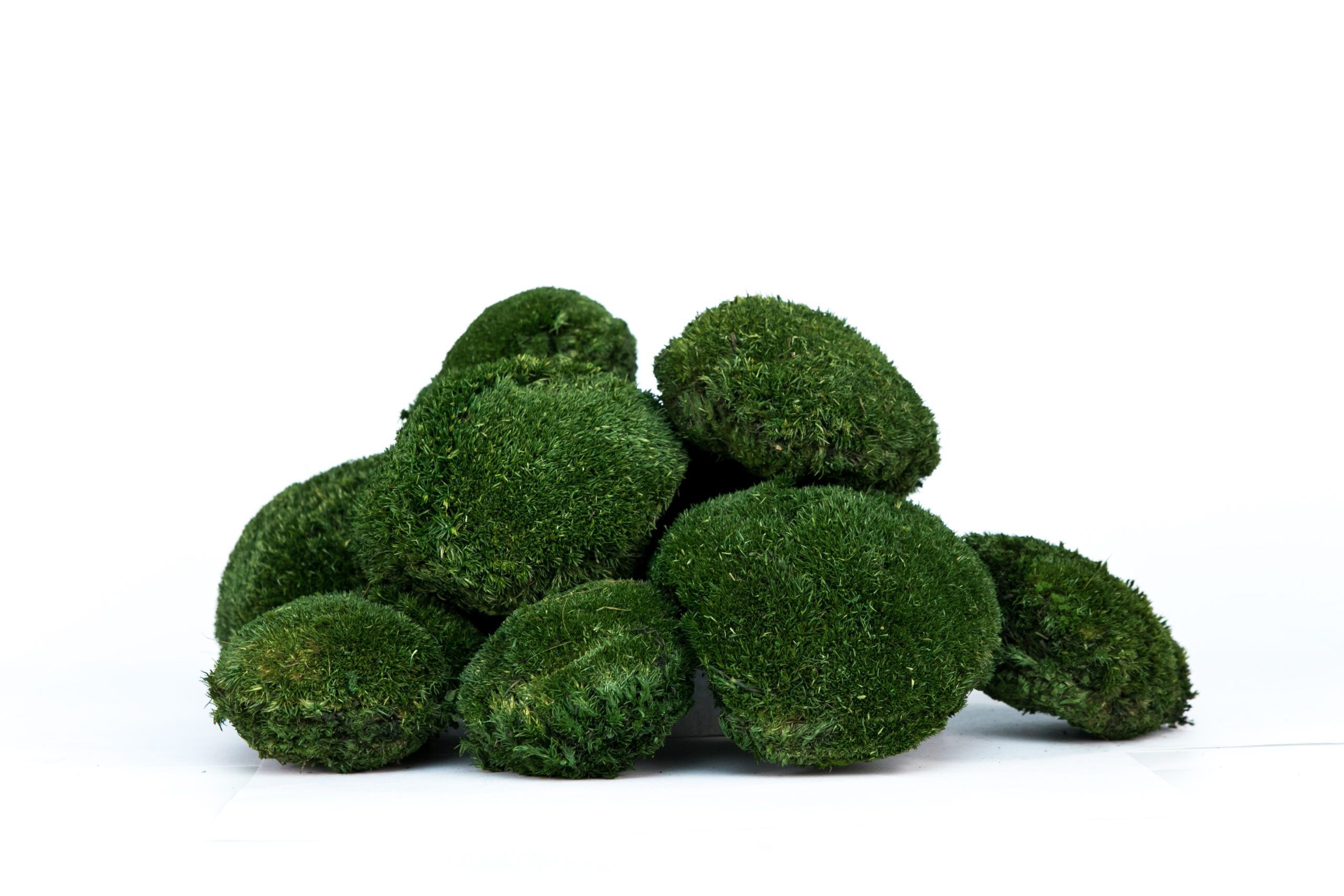 musgo bola preservado