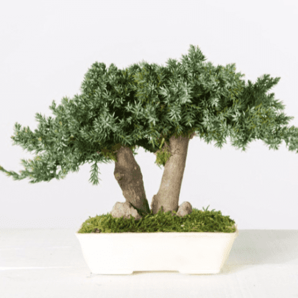 plantas-e-arvores-preservadas