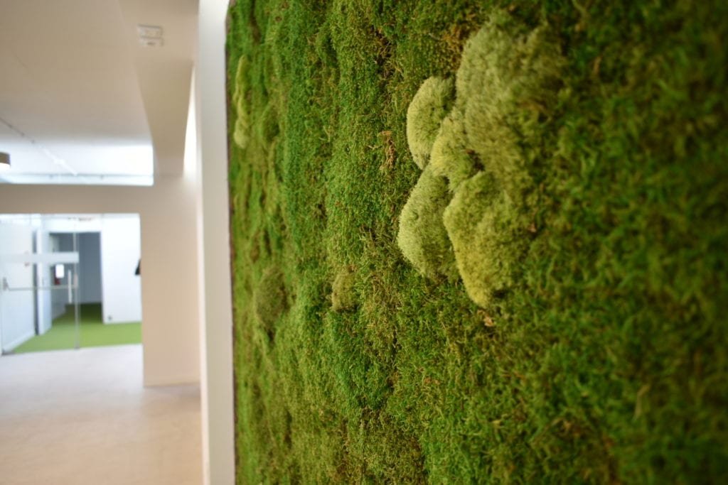 jardim musgo moss