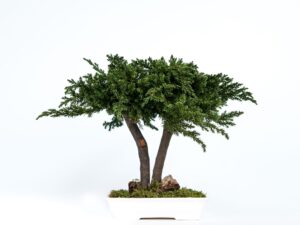 bonsai procumbens