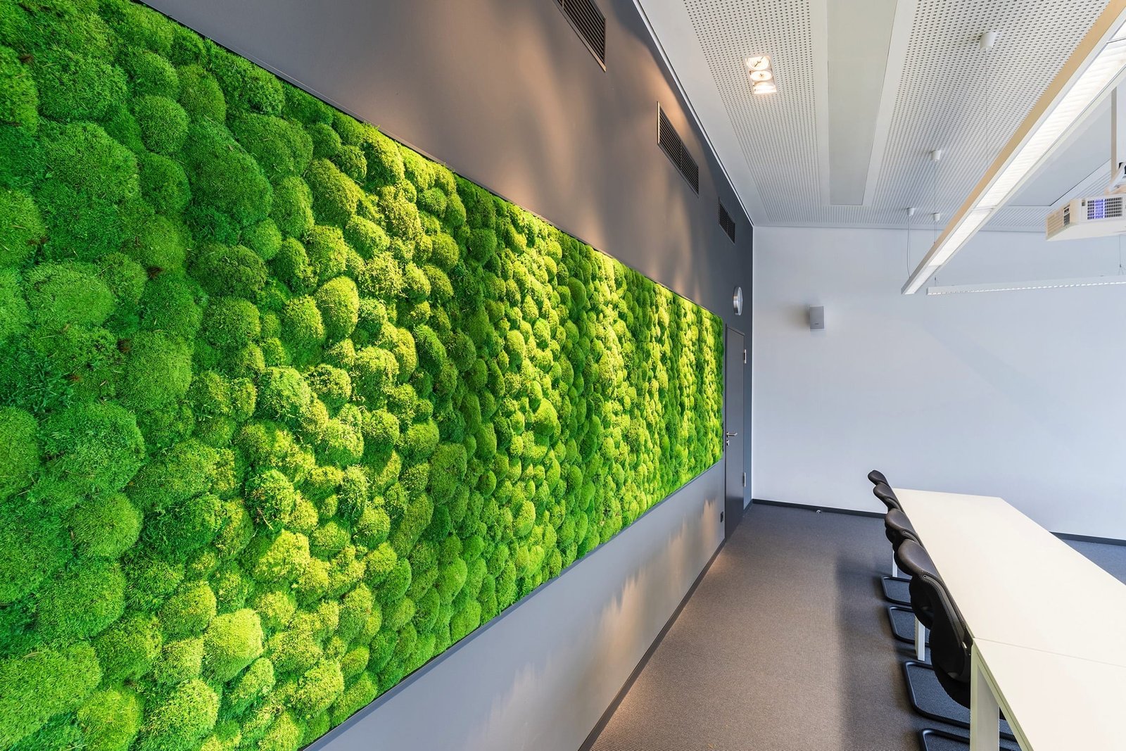 musgo natural preservado