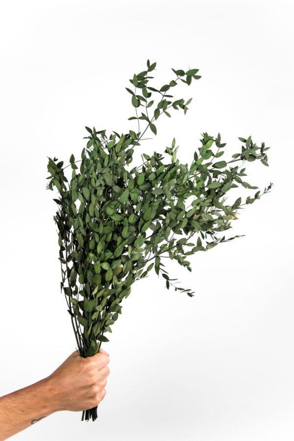 eucalipto parvifolia estabilizado