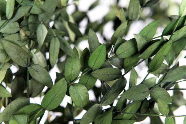 eucalipto parvifolia estabilizado