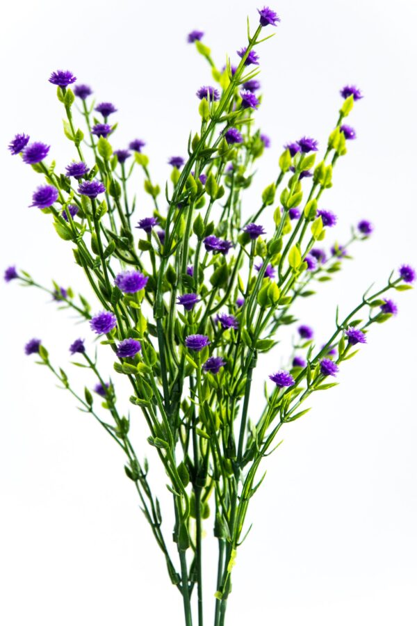 planta de flor mini gipsofila